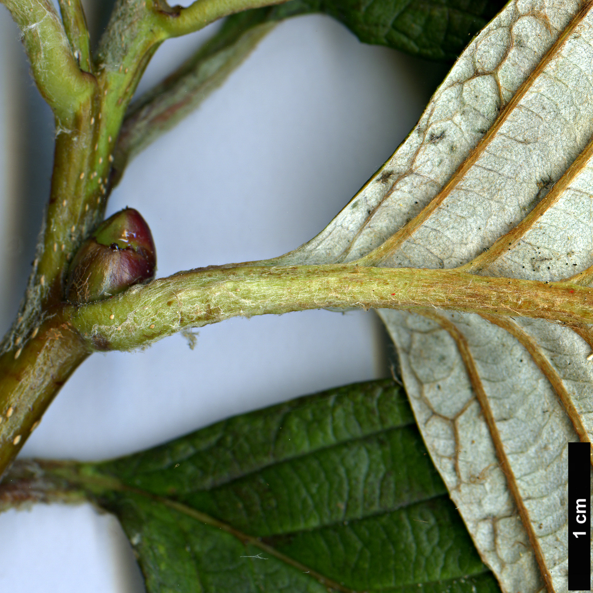 High resolution image: Family: Rosaceae - Genus: Sorbus - Taxon: hudsonii